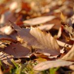 落ち葉