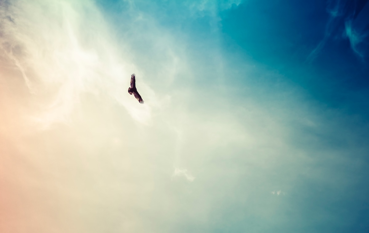 空を飛んでいる鷹の写真