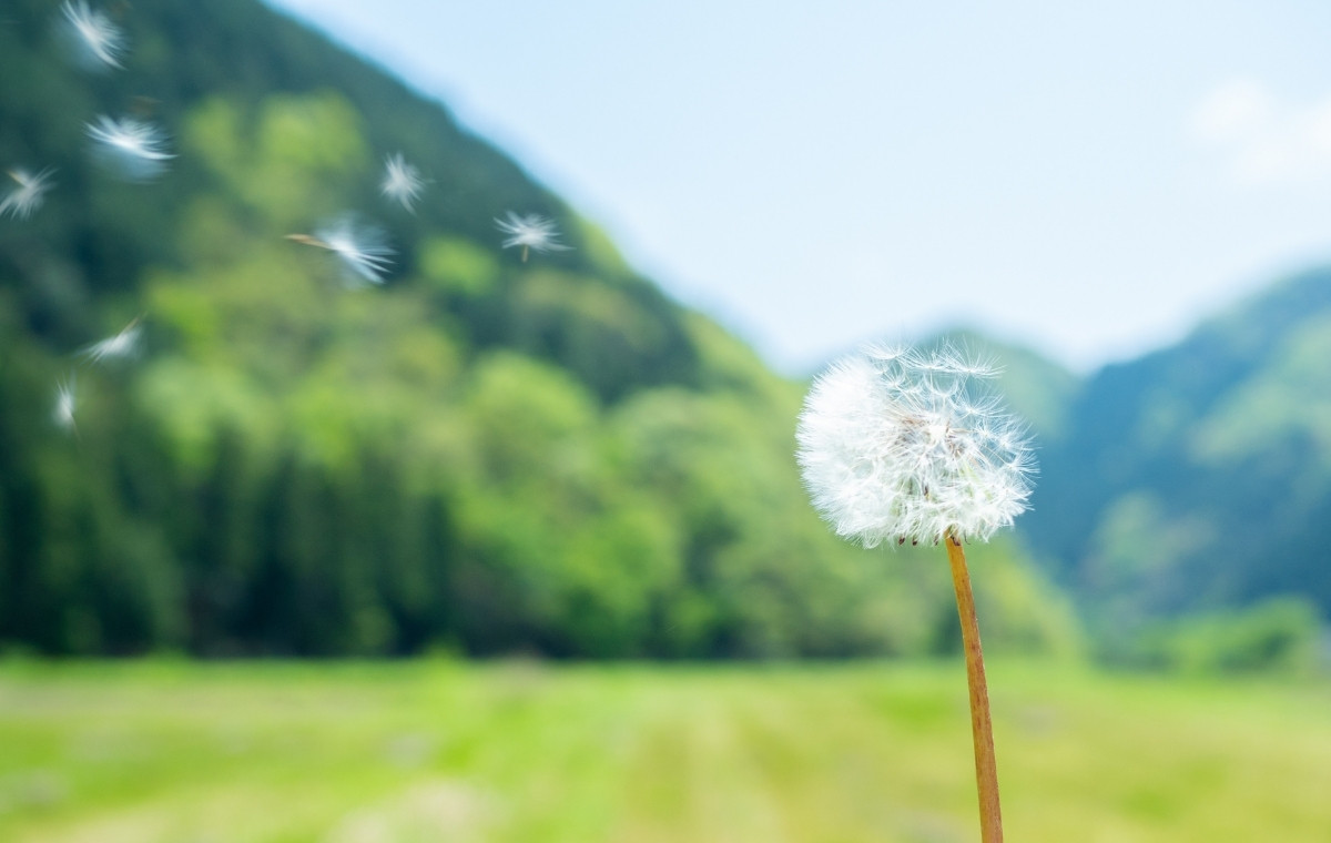 たんぽぽの綿毛が飛んでいっている写真