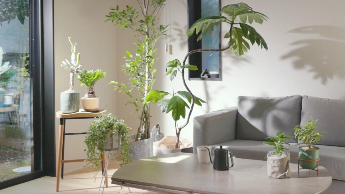 観葉植物が置かれた日が当たる部屋の写真