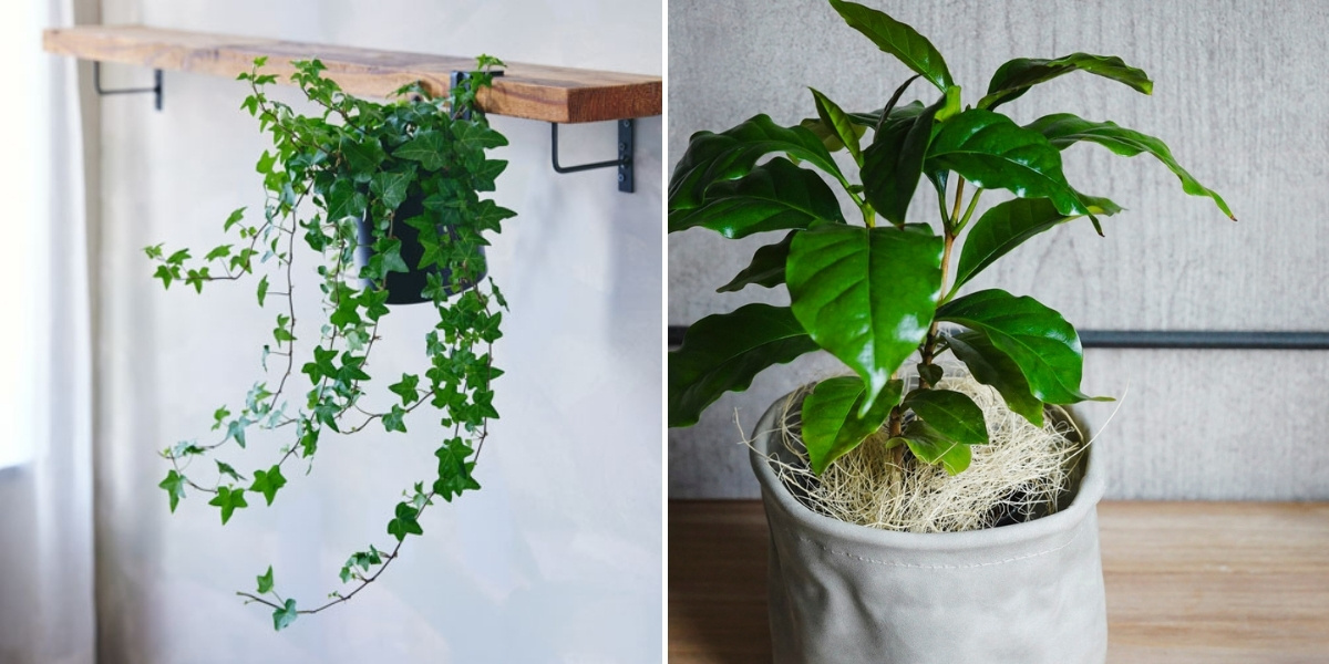 アイビーとコーヒーの木の写真