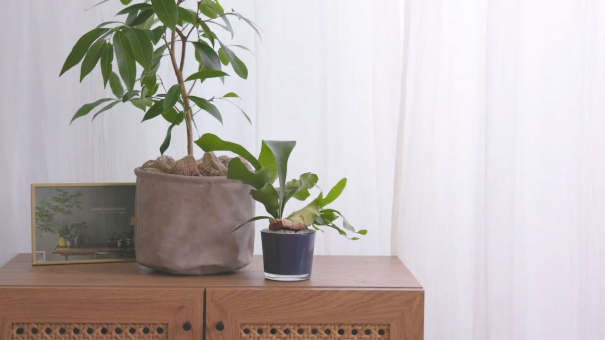 レースカーテンの内側に置かれた植物の写真