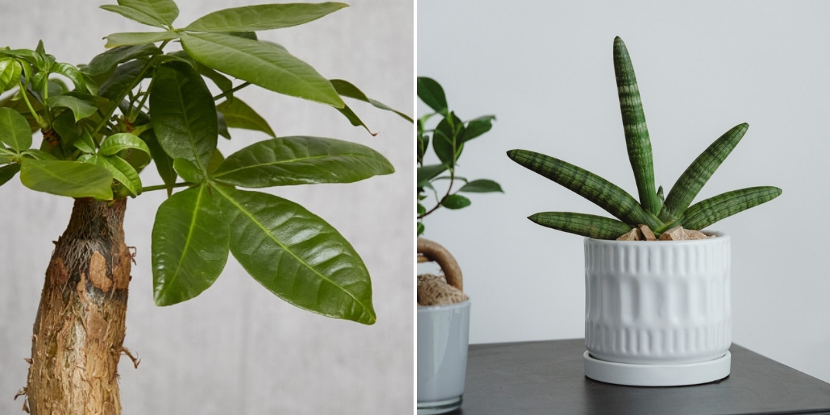 パキラとサンセベリアの写真