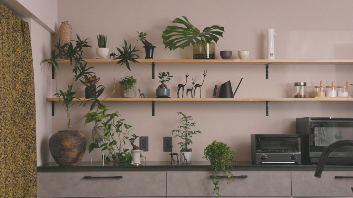 日が当たらない棚に並んだ観葉植物の写真