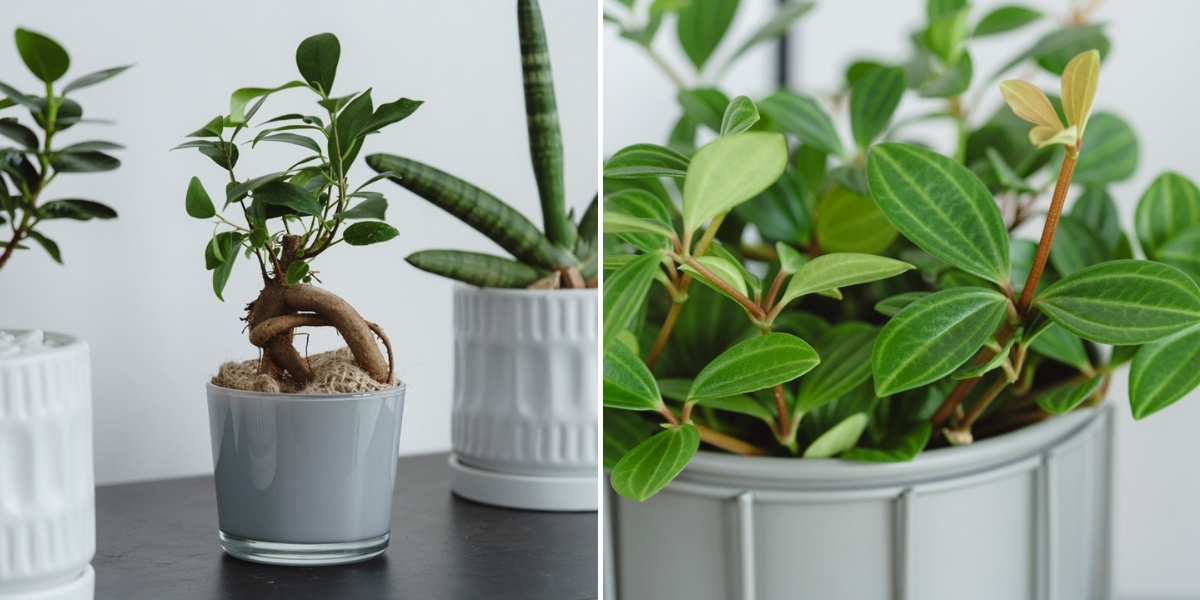 ガジュマルとペペロミアの写真