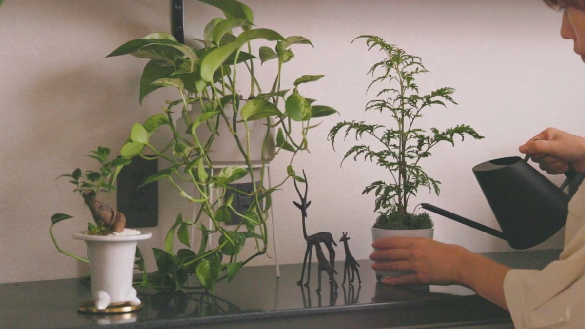 室内に並んだ植物と水をあげている女性の写真