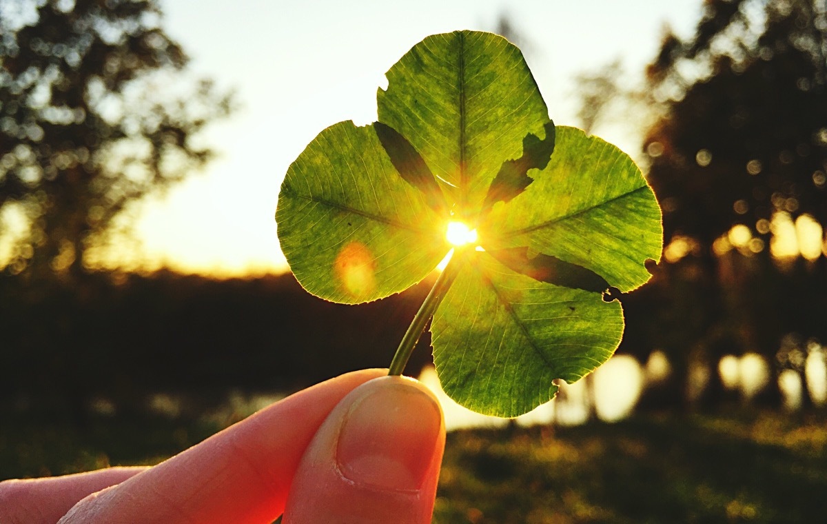 四葉のクローバー