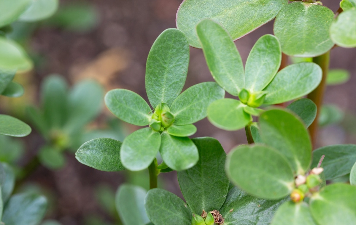 スベリヒユの写真