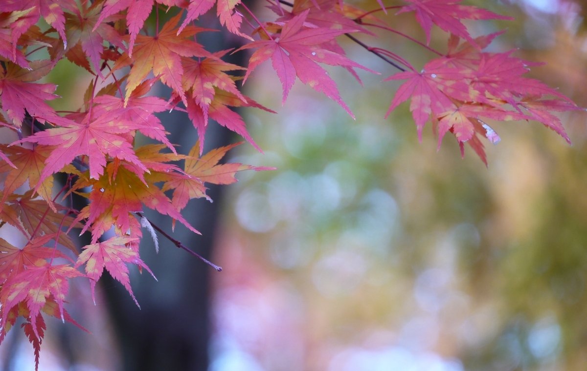 寒々しい紅葉の写真