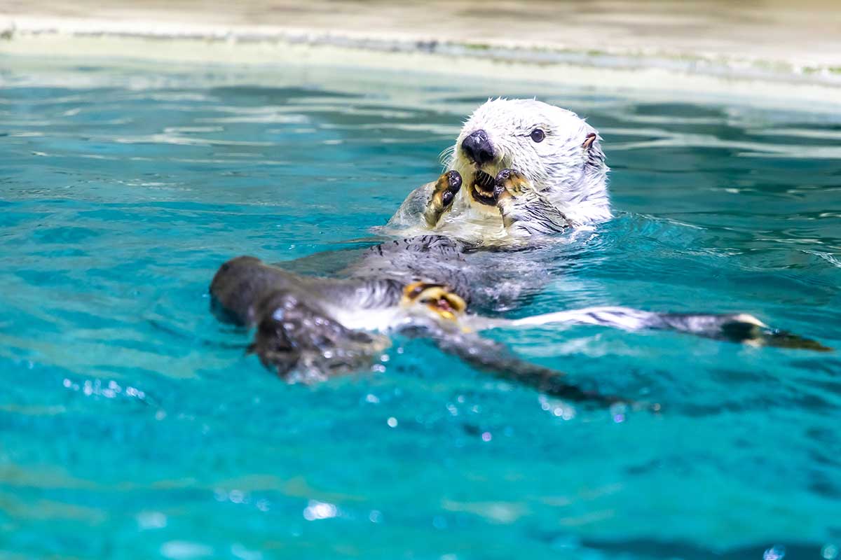 水面に浮かぶラッコ